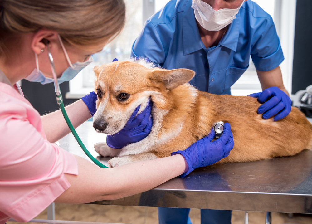 vet hospital