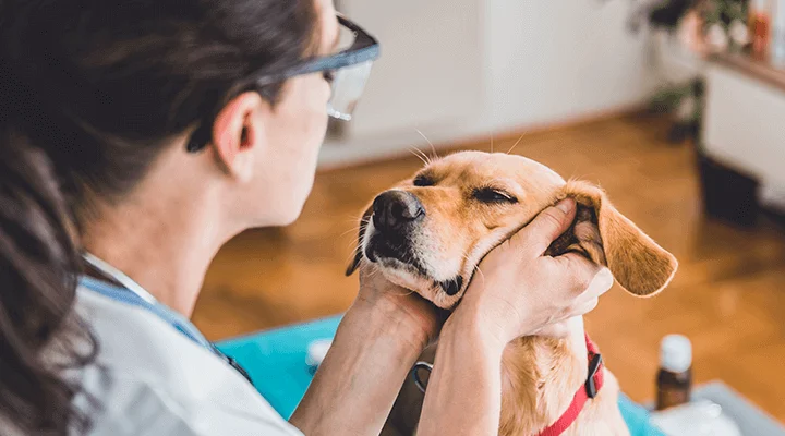 Take Care Of Your Animals With A Vet Hospital