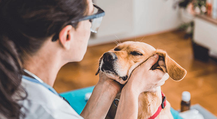 Take Care Of Your Animals With A Vet Hospital